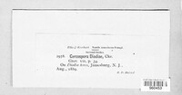 Passalora diodiae image